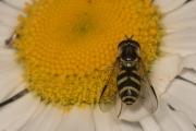 Gestreifte Waldschwebfliege