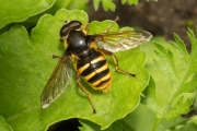 Große Torf-Schwebfliege