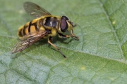 Totenkopfschwebfliege