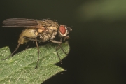 Echte Fliege