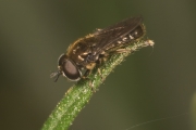 Pelzige Erzschwebfliege