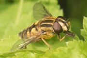 Gemeine Sumpfschwebfliege
