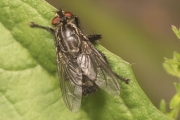 Graue Fleischfliege