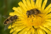 Kleine Keilfleckschwebfliegen