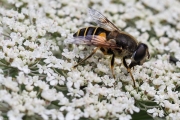 Gemeine Keilfleckschwebfliege
