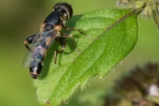 Keline Keulenschwebfliege, Kleine Mistbiene