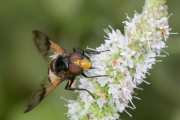 Weißbandschwebfliege