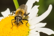 Pelzige Schwebfliege