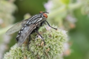 Graue Fleischfliege