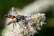 Raupenfliege