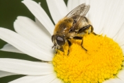 Pelzige Schwebfliege