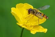 Hainschwebfliege