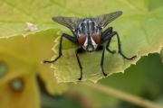 Graue Fleischfliege