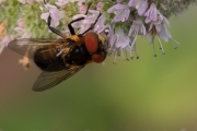 Wanzenfliege
